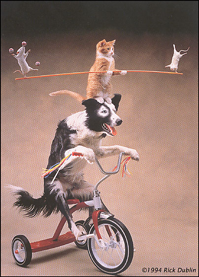 Circus cat