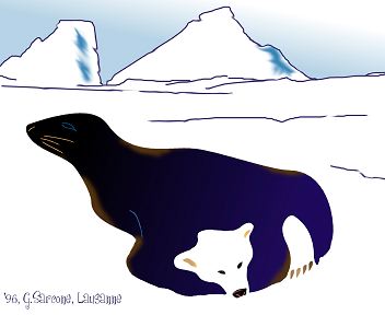 Bear/Seal Image Bear / Seal Illusion