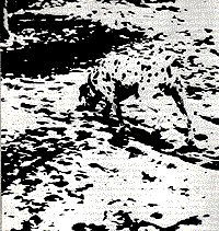 Dalmatian Image Dalmation Illusion